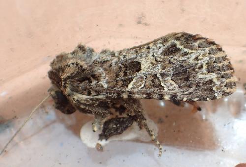 Hadena bicruris